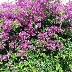 Meet your Posher, Marla